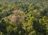 Bosque Atlantico